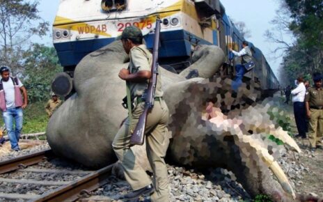 Słoń wtargnął na tory. Zginął w zderzeniu z pociągiem (fot. https://www.facebook.com/copal.org)