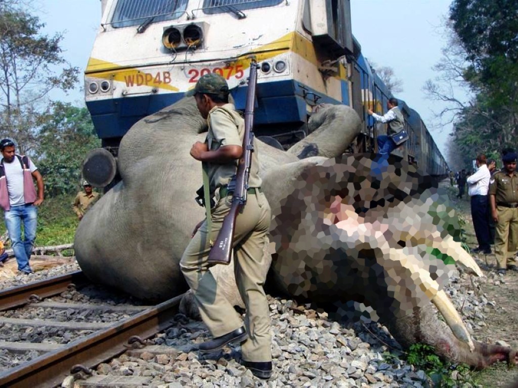 Tragiczny wypadek w Indiach. Słoń wszedł na tory tuż przed pędzący pociąg. Zginał na miejscu (fot. https://www.facebook.com/copal.org)