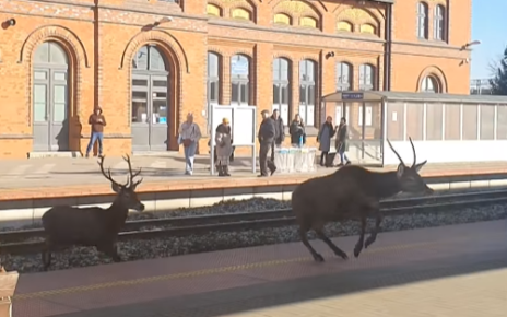 Jelenie na stacji kolejowej w Jarocinie (fot. kadr z filmu)