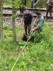 Transport ciała 10-letniego niedźwiedzia