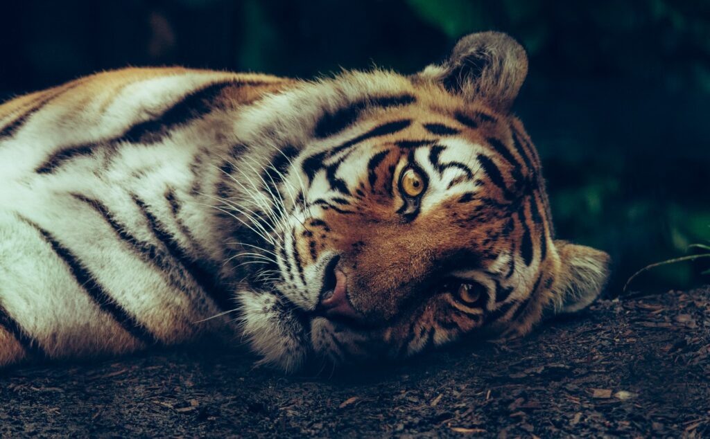 Według informacji WWF w całym Nepalu żyje około 150 tygrysów bengalskich.