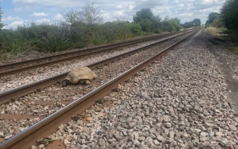 Żółw na torach (fot. Network Rail Anglia / Twitter)