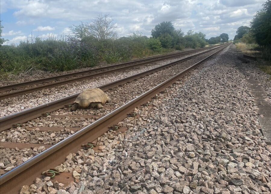 Żółw na torach (fot. Network Rail Anglia / Twitter)