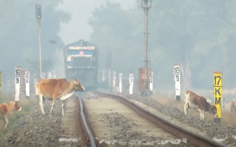 Krowy na terenach kolejowych to dla indyjskich kolei wielki problem (fot. Abhinav LHB / screen z YT)