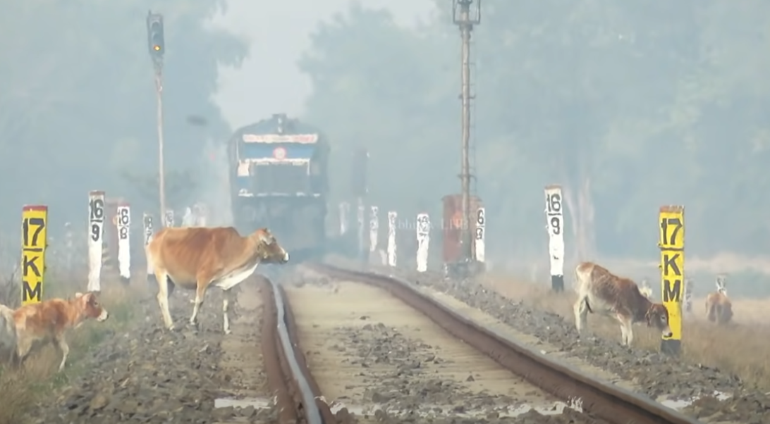 Krowy na terenach kolejowych to dla indyjskich kolei wielki problem (fot. Abhinav LHB / screen z YT)