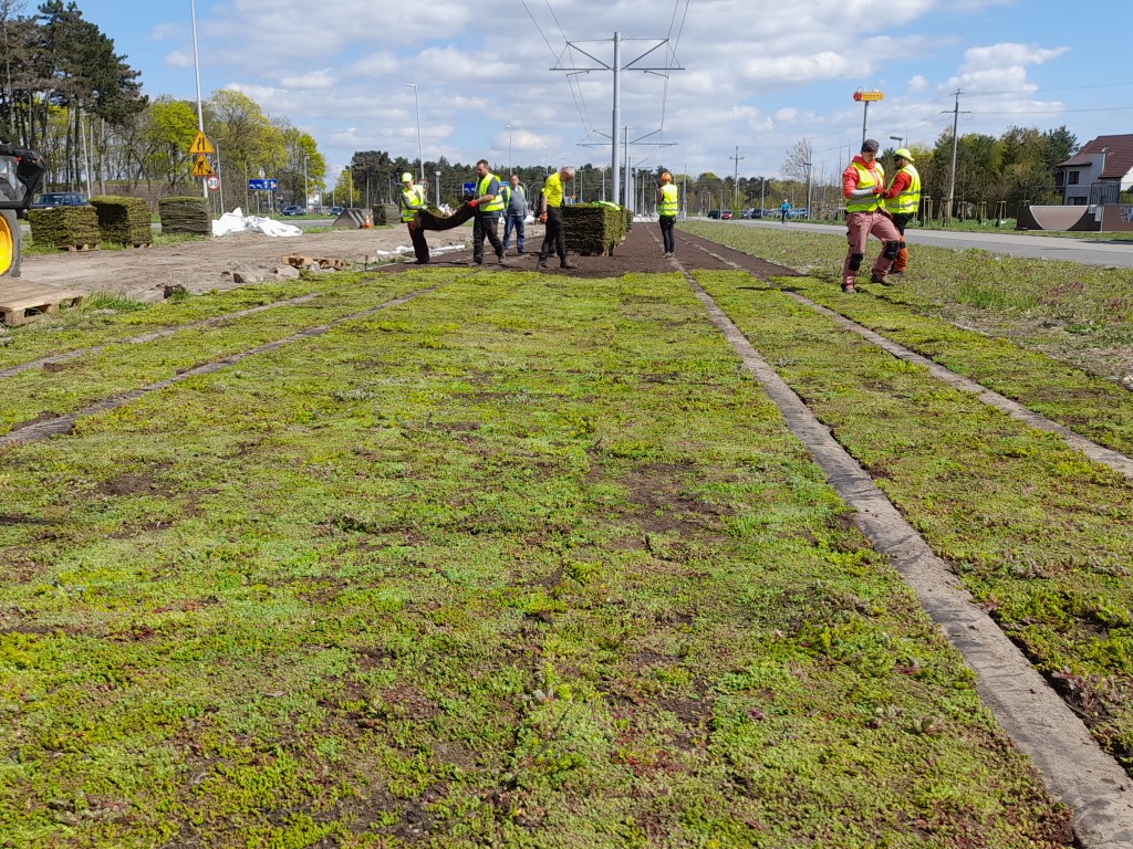 Budowa nowej linii tramwajowej na osiedle JAR w Toruniu obejmuje m.in. stworzenie zielonego torowiska (fot. MZK Toruń)