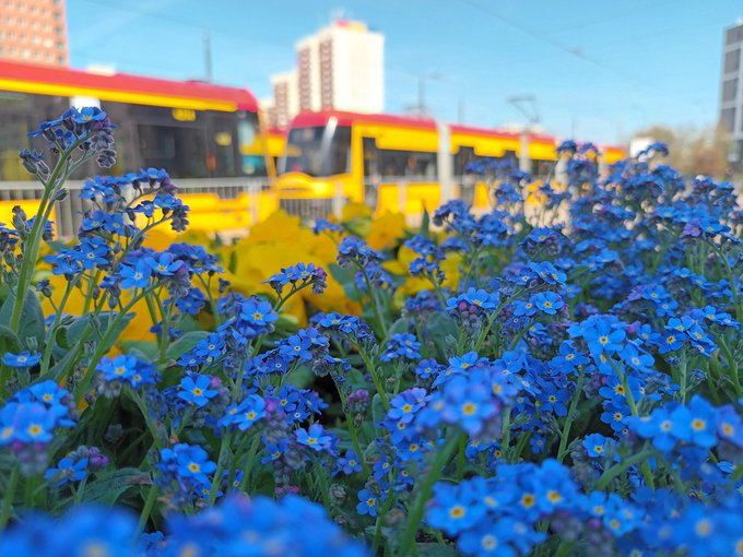 Zaadoptuj kwiaty z pętli tramwajowych i autobusowych (Fot. Zarząd Oczyszczania Miasta / Warszawa)