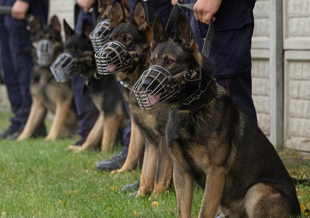 Do jednostek SOK w całej Polsce trafi 11 wyszkolonych psów (fot. SOK)