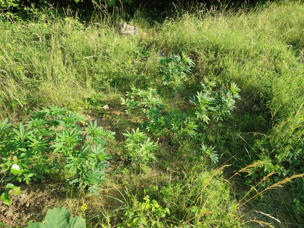 Funkcjonariusze SOK odkryli przy szlaku kolejowym plantację marihuany. Trwa ustalanie jej właściciela (fot. SOK)