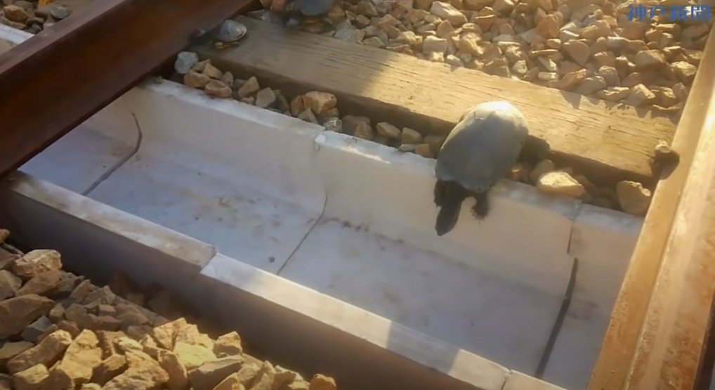 Żółw próbuje pokonać tory kolejowe tunelem skonstruowanym przez japońskich inżynierów (fot. kadr z filmu)