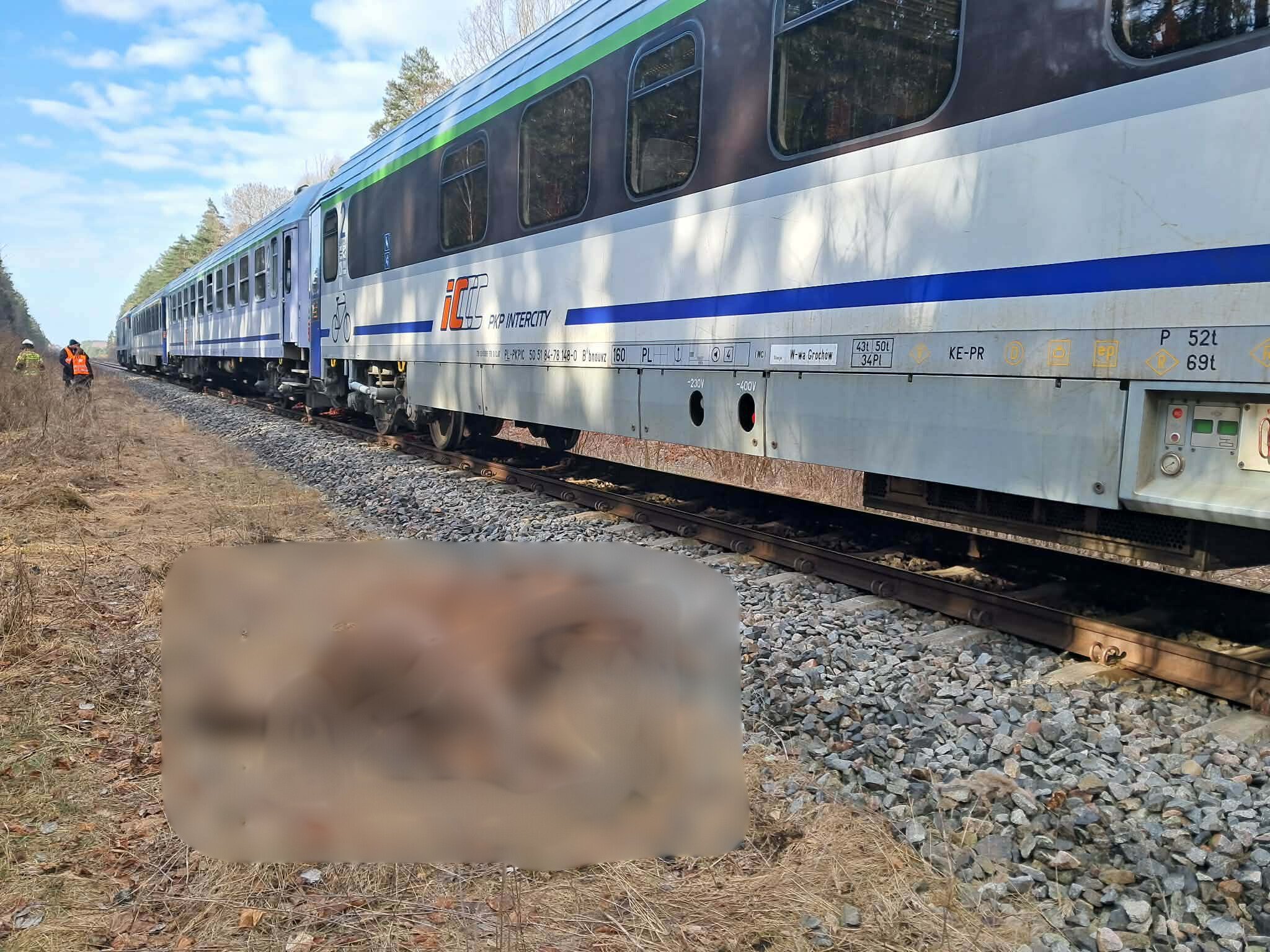 “Żubr” wjechał w stado żubrów