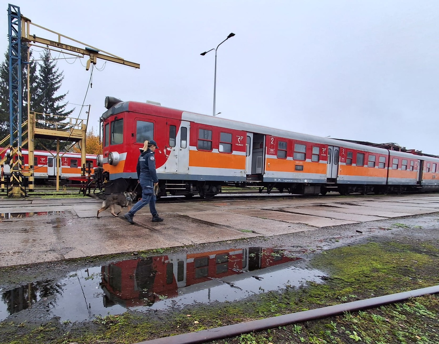 Czworonożni agenci w pociągach POLREGIO. Służby trenowały na bocznicy w Iławie